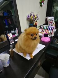 -木禾造型·烫染工作室