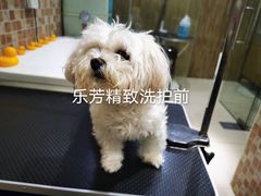 -汪小喵宠物·戴维斯乐芳希施宠馨宝皮毛调理洗护店