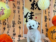 -喜洋洋宠物医院(震川路总店)