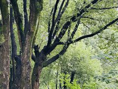 -重庆市江北嘴中央商务区中央公园