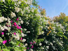 -小鱼草莓采摘园农家乐·小鱼餐厅