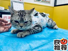 -瑞派·爱瑞可动物医院·口腔专科(广华新城分院)