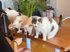 -Cappucimeow猫咪咖啡馆(韦伯时代店)