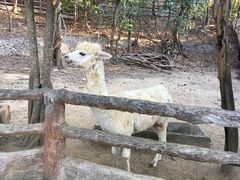 -清迈夜间动物园