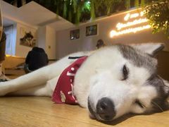 -Husky Go! 哈士奇体验馆·宠物咖啡厅狗咖