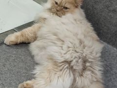 -芭比堂宠物医院·全科爱猫医院·仁德分院