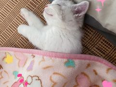 -1013 PET SHOP精品宠物商店(丁香店)