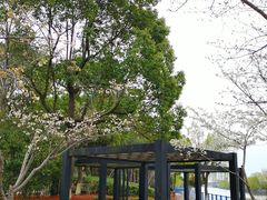 -高东镇樱花园