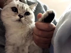 -圣宠宠物(平吉花卉市场店)