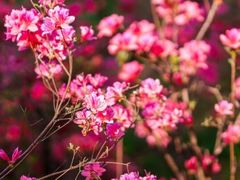 -上海滨江森林公园
