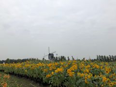 -荷兰花海