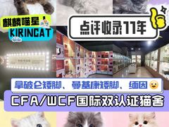 -麒麟缅因猫舍·十五年缅因猫选购中心