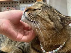 -猫的天空之城概念书店(杭州南宋御街店)