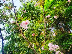 -铁山坪森林公园