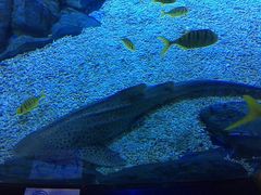 -烟台海昌鲸鲨海洋公园