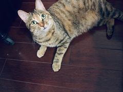 -芭比堂宠物医院·全科爱猫医院·仁德分院