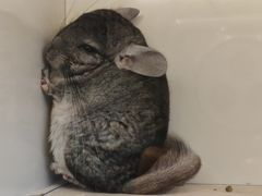 -龙猫仔乐园(惠福东路店)