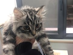 -伟伟宠物医院·CT影像中心·瑞派犬猫综合性门诊(汉口总院)