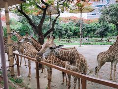 -深圳野生动物园
