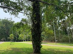 -中国科学院西双版纳热带植物园
