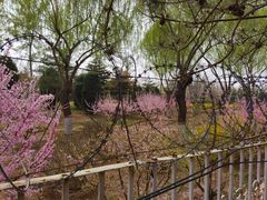 -燕郊植物园