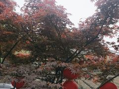 -听风阁农家私房菜茶楼(龙坞店)