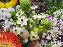 -花鸟鱼虫鲜花绿植市场(玉泉路店)