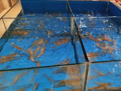 -“香”全日餐厅·株洲大汉希尔顿酒店