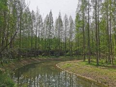 -东平国家森林公园