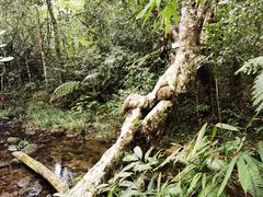 -海南热带雨林国家公园吊罗山景区
