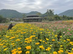 -径山花海
