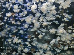 -太平洋海底世界