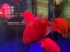 -马仕玖煲·融合菜·酥不腻烤鸭(人大店)