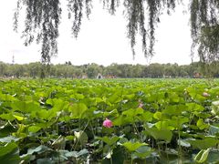 -长春市南湖公园