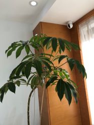 -HEYAN荷妍专业脱毛连锁机构