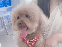 -佳雯宠物医院·皮肤科·内外科(春晓路分院)