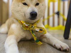 -柴迷FANS CLUB·柴犬狗咖·猫咖
