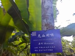 -中国科学院西双版纳热带植物园