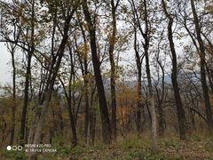 -阳台山自然风景区