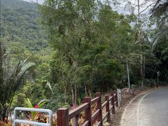 -海南热带雨林国家公园吊罗山景区