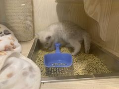-Pets First伊珊娜洗护·精致美容·家庭式寄养(新会路店)