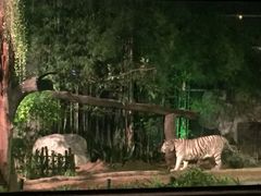 -清迈夜间动物园