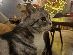 -咖法森林·咖啡  酒吧(天河店)