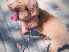 -Pets First伊珊娜洗护·精致美容·家庭式寄养(新会路店)