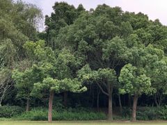 -昆山城市生态森林公园