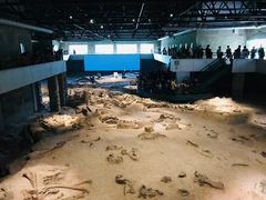 -自贡恐龙博物馆