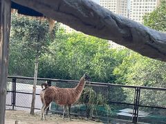 -青藏高原野生动物园