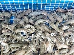 -红月湾海鲜饭店•沙滩海景(双月湾店)