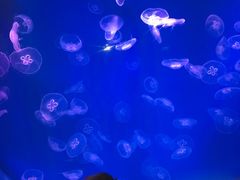 -芜湖新华联大白鲸海洋公园