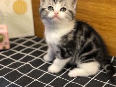 -喵zoo家庭繁育猫舍(尖东智能花园店)